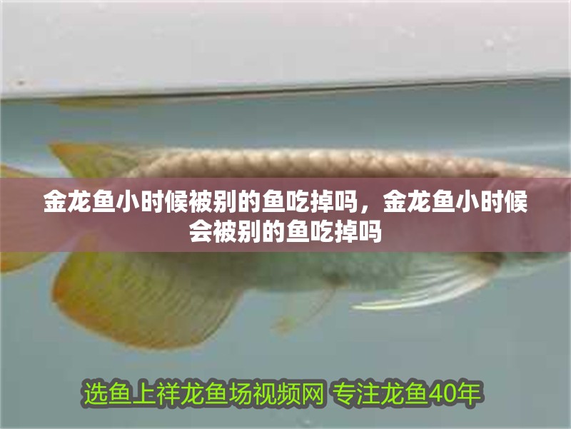 金龍魚小時(shí)候被別的魚吃掉嗎，金龍魚小時(shí)候會(huì)被別的魚吃掉嗎