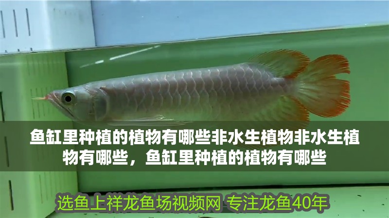 魚缸里種植的植物有哪些非水生植物非水生植物有哪些，魚缸里種植的植物有哪些