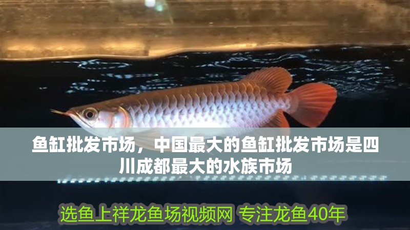 魚缸批發(fā)市場，中國最大的魚缸批發(fā)市場是四川成都最大的水族市場