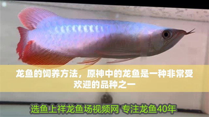 龍魚的飼養方法，原神中的龍魚是一種非常受歡迎的品種之一