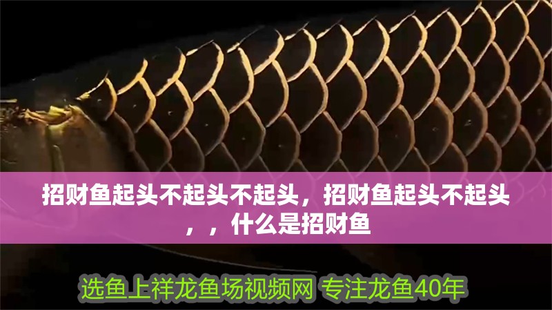 招財魚起頭不起頭不起頭，招財魚起頭不起頭，，什么是招財魚