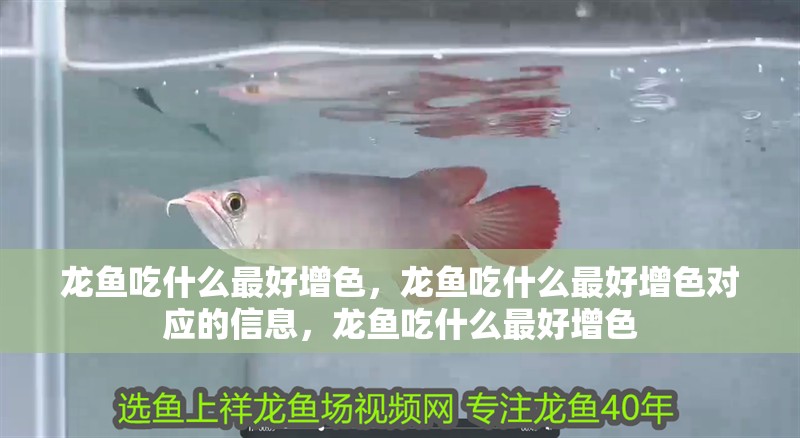 龍魚吃什么最好增色，龍魚吃什么最好增色對應(yīng)的信息，龍魚吃什么最好增色