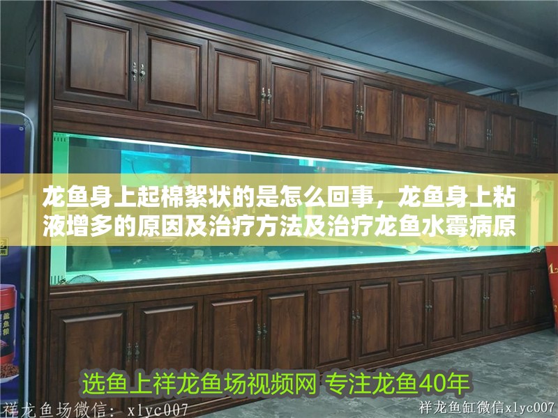 龍魚(yú)身上起棉絮狀的是怎么回事，龍魚(yú)身上粘液增多的原因及治療方法及治療龍魚(yú)水霉病原因 龍魚(yú)身上起棉絮狀的是怎么回事，龍魚(yú)身上粘液增多的原因及治療方法及治療龍魚(yú)水霉病原因 觀賞魚(yú)百科 第2張