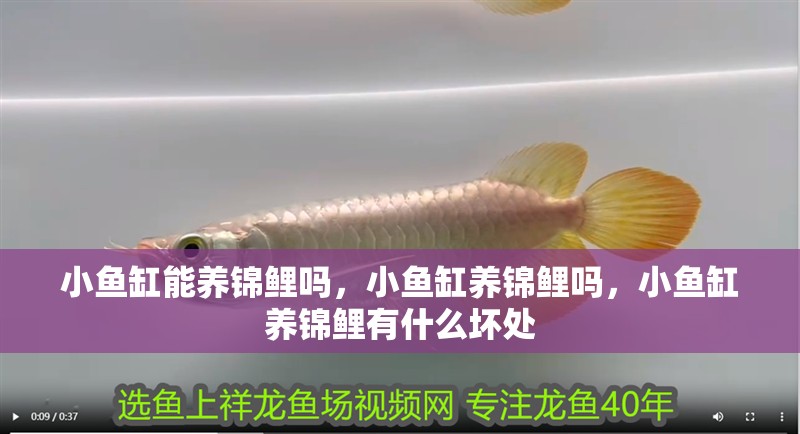 小魚缸能養(yǎng)錦鯉嗎，小魚缸養(yǎng)錦鯉嗎，小魚缸養(yǎng)錦鯉有什么壞處