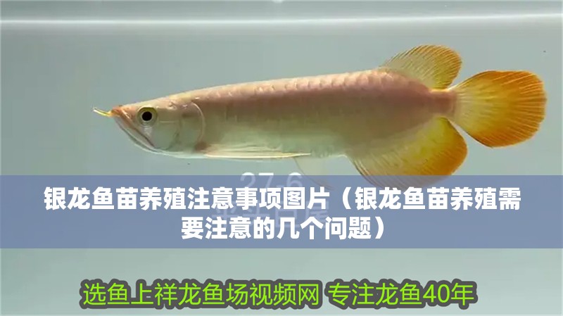 銀龍魚(yú)苗養(yǎng)殖注意事項(xiàng)圖片（銀龍魚(yú)苗養(yǎng)殖需要注意的幾個(gè)問(wèn)題）