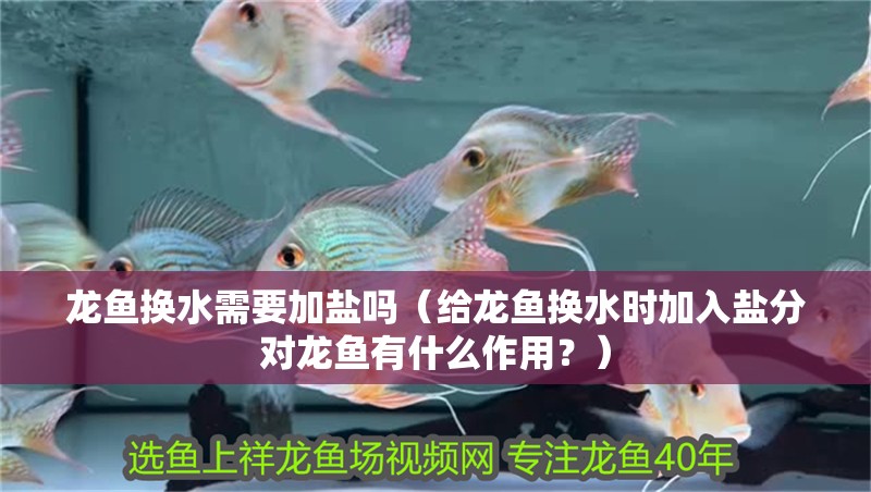 龍魚換水需要加鹽嗎（給龍魚換水時(shí)加入鹽分對(duì)龍魚有什么作用？）