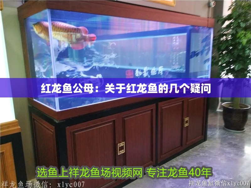 紅龍魚公母：關于紅龍魚的幾個疑問