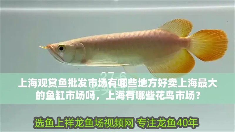 <strong><mark>上海</mark></strong>觀賞魚批發(fā)市場有哪些地方好賣<strong><mark>上海</mark></strong>最大的魚缸市場嗎，<strong><mark>上海</mark></strong>有哪些花鳥市場？