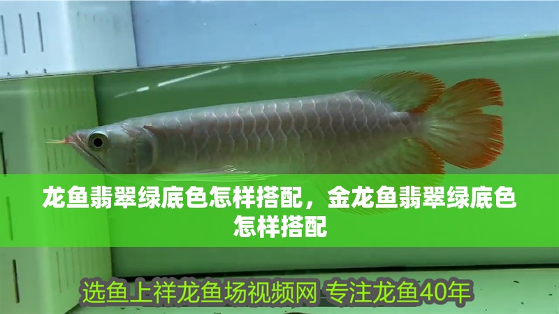 龍魚翡翠綠底色怎樣搭配，金龍魚翡翠綠底色怎樣搭配