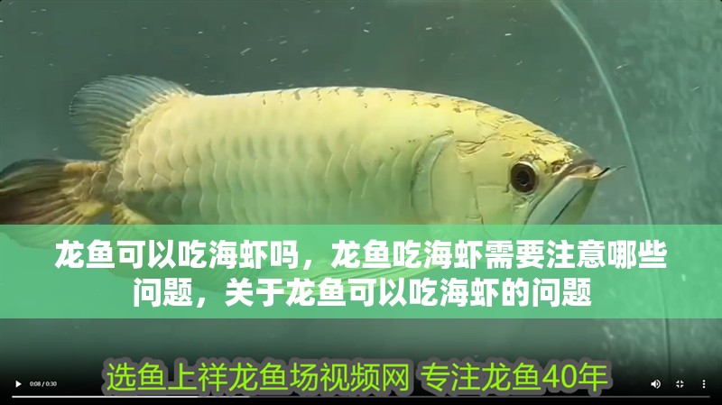 龍魚可以吃海蝦嗎，龍魚吃海蝦需要注意哪些問題，關(guān)于龍魚可以吃海蝦的問題