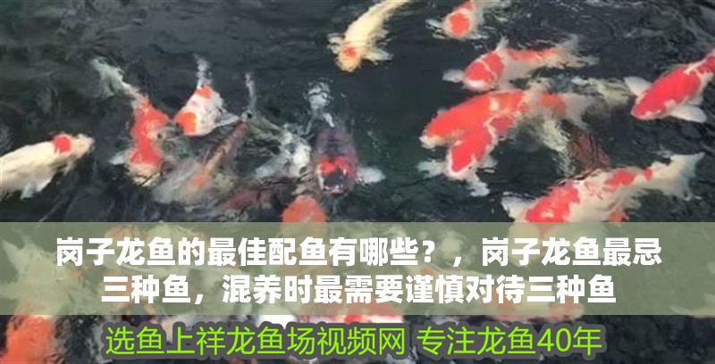 崗子龍魚的最佳配魚有哪些？，崗子龍魚最忌三種魚，混養(yǎng)時最需要謹慎對待三種魚