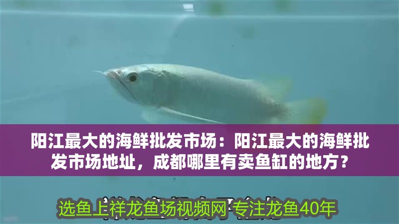 陽江最大的海鮮批發市場：陽江最大的海鮮批發市場地址，成都哪里有賣魚缸的地方？ 陽江最大的海鮮批發市場：陽江最大的海鮮批發市場地址，成都哪里有賣魚缸的地方？ 觀賞魚百科 第4張