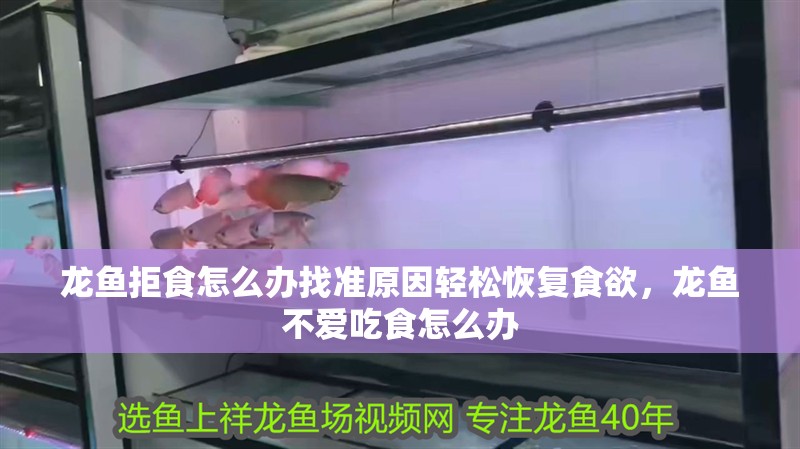 龍魚拒食怎么辦找準原因輕松恢復食欲，龍魚不愛吃食怎么辦