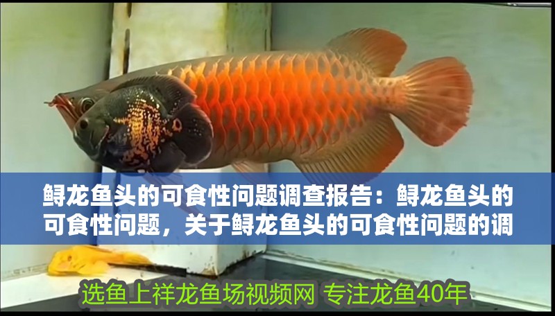 鱘龍魚頭的可食性問題調查報告：鱘龍魚頭的可食性問題，關于鱘龍魚頭的可食性問題的調查報告