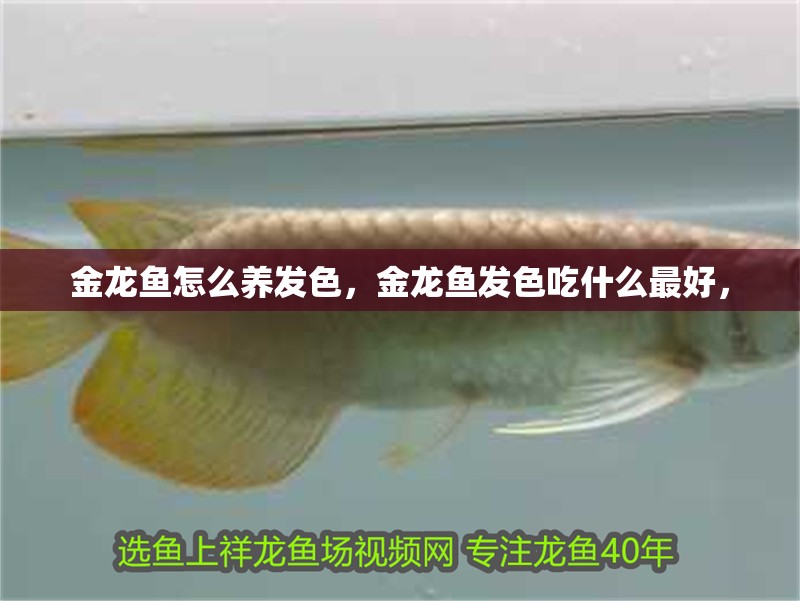 金龍魚怎么養發色，金龍魚發色吃什么最好，