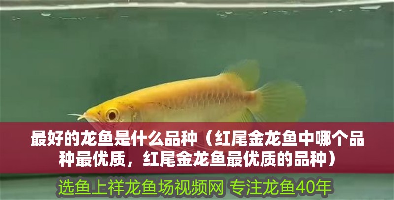 最好的龍魚是什么品種（紅尾金龍魚中哪個品種最優質，紅尾金龍魚最優質的品種）