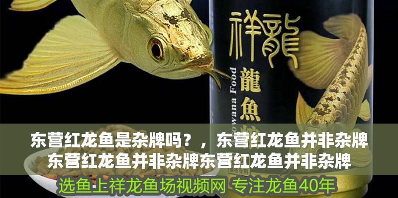 東營紅龍魚是雜牌嗎？，東營紅龍魚并非雜牌東營紅龍魚并非雜牌東營紅龍魚并非雜牌