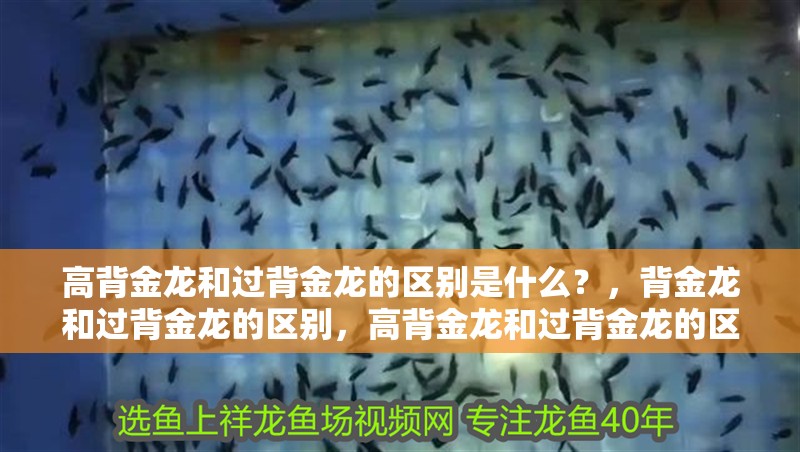 高背金龍和過背金龍的區別是什么？，背金龍和過背金龍的區別，高背金龍和過背金龍的區別