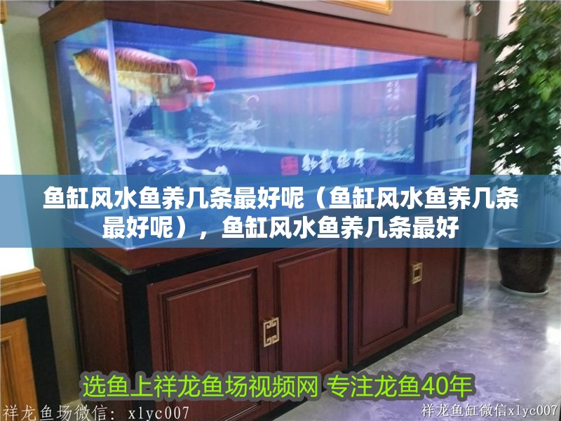 魚缸風(fēng)水魚養(yǎng)幾條最好呢（魚缸風(fēng)水魚養(yǎng)幾條最好呢），魚缸風(fēng)水魚養(yǎng)幾條最好