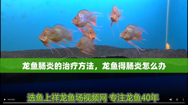 龍魚腸炎的治療方法，龍魚得腸炎怎么辦