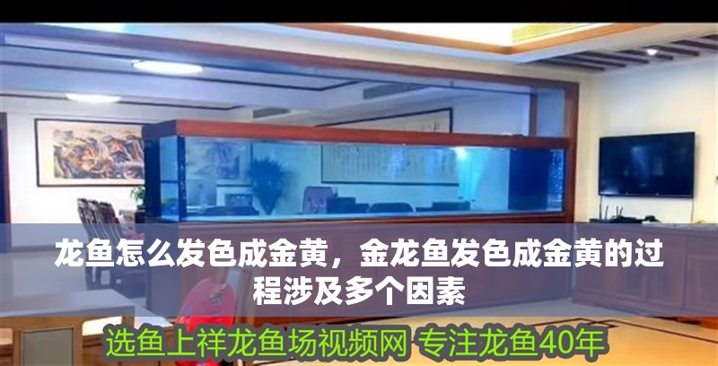 龍魚怎么發色成金黃，金龍魚發色成金黃的過程涉及多個因素