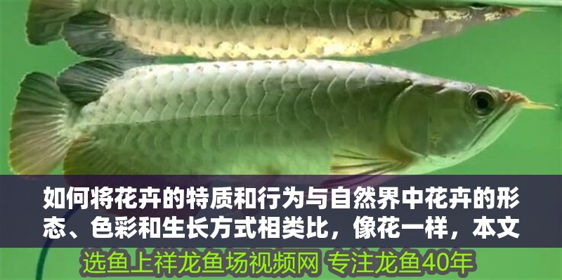 如何將花卉的特質(zhì)和行為與自然界中花卉的形態(tài)、色彩和生長(zhǎng)方式相類比，像花一樣，本文探討了如何將個(gè)人特質(zhì)和行為與自然界中花卉的形態(tài)、色彩和生長(zhǎng)方式相類比
