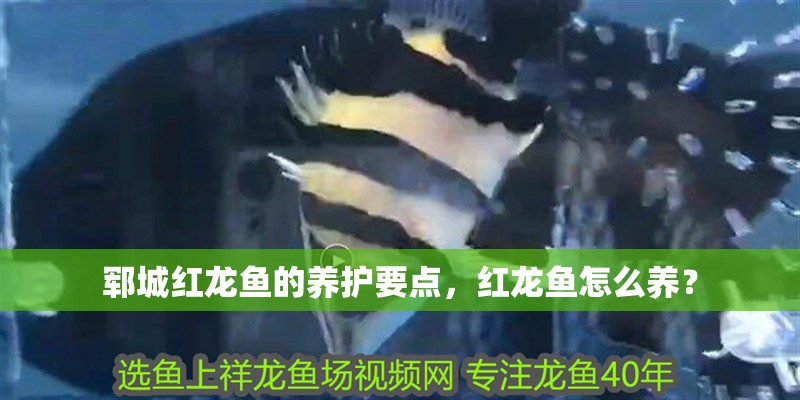 鄆城紅龍魚的養護要點，紅龍魚怎么養？