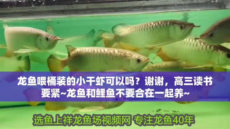 龍魚喂桶裝的小干蝦可以嗎？謝謝，高三讀書要緊~龍魚和鯉魚不要合在一起養~