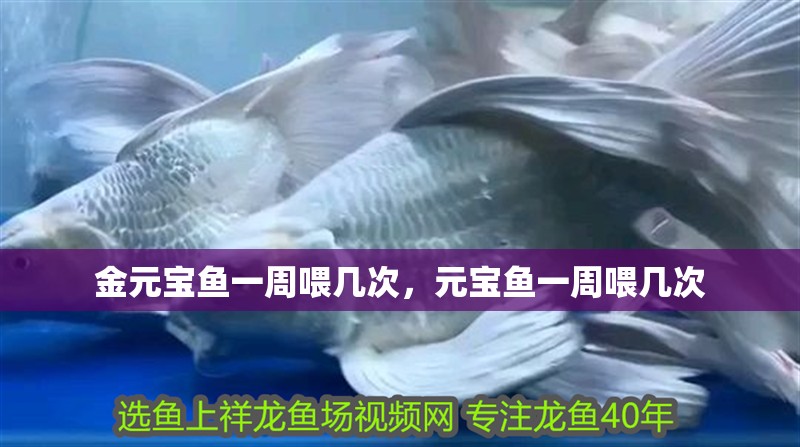 金元寶魚一周喂幾次，元寶魚一周喂幾次 金元寶魚一周喂幾次，元寶魚一周喂幾次 觀賞魚百科