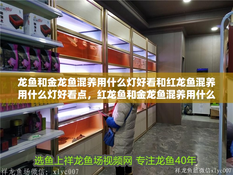 龍魚和金龍魚混養用什么燈好看和紅龍魚混養用什么燈好看點，紅龍魚和金龍魚混養用什么燈好看