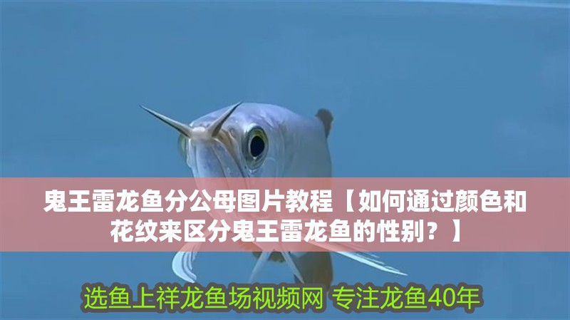 鬼王雷龍魚分公母圖片教程【如何通過顏色和花紋來區分鬼王雷龍魚的性別？】 鬼王雷龍魚分公母圖片教程【如何通過顏色和花紋來區分鬼王雷龍魚的性別？】 觀賞魚百科 第2張