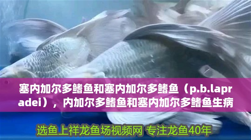 塞內(nèi)加爾多鰭魚和塞內(nèi)加爾多鰭魚（p.b.lapradei），內(nèi)加爾多鰭魚和塞內(nèi)加爾多鰭魚生病對應的相關信息 塞內(nèi)加爾多鰭魚和塞內(nèi)加爾多鰭魚（p.b.lapradei），內(nèi)加爾多鰭魚和塞內(nèi)加爾多鰭魚生病對應的相關信息 觀賞魚百科 第2張