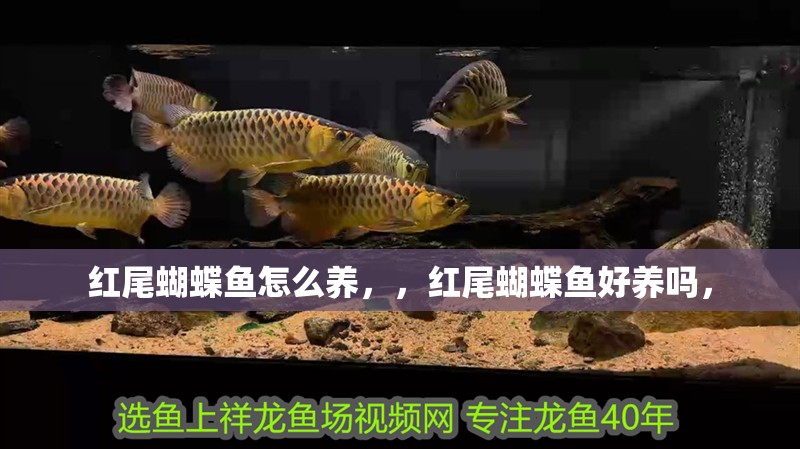 紅尾蝴蝶魚怎么養(yǎng)，，紅尾蝴蝶魚好養(yǎng)嗎，