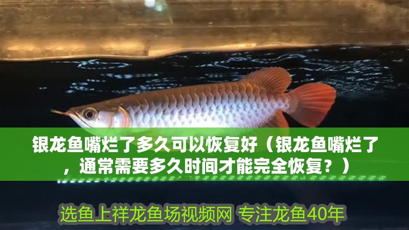 銀龍魚嘴爛了多久可以恢復好（銀龍魚嘴爛了，通常需要多久時間才能完全恢復？）