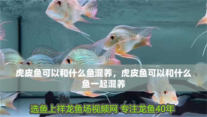 虎皮魚可以和什么魚混養，虎皮魚可以和什么魚一起混養