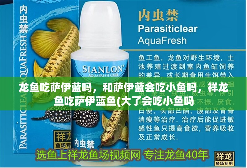 龍魚(yú)吃薩伊藍(lán)嗎，和薩伊藍(lán)會(huì)吃小魚(yú)嗎，祥龍魚(yú)吃薩伊藍(lán)魚(yú)(大了會(huì)吃小魚(yú)嗎