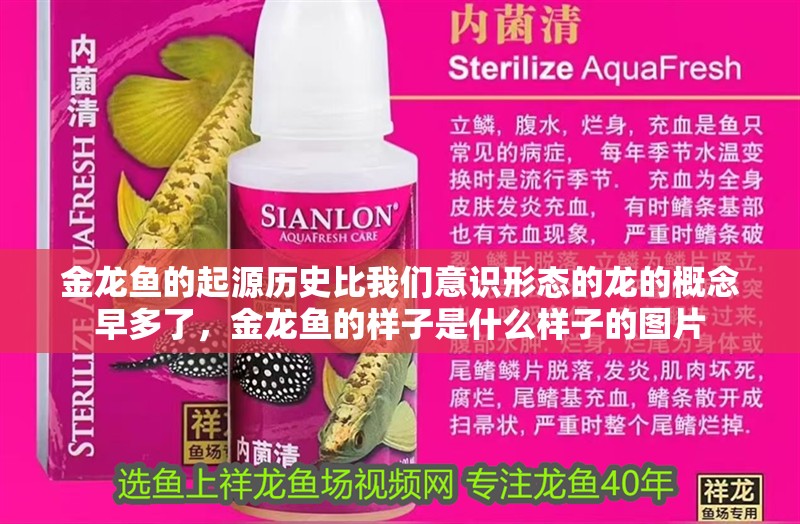 金龍魚的起源歷史比我們意識形態的龍的概念早多了，金龍魚的樣子是什么樣子的圖片