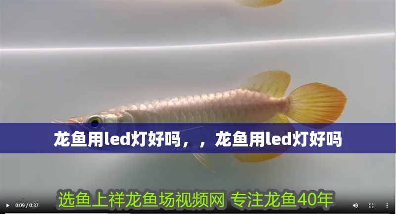 龍魚用led燈好嗎，，龍魚用led燈好嗎