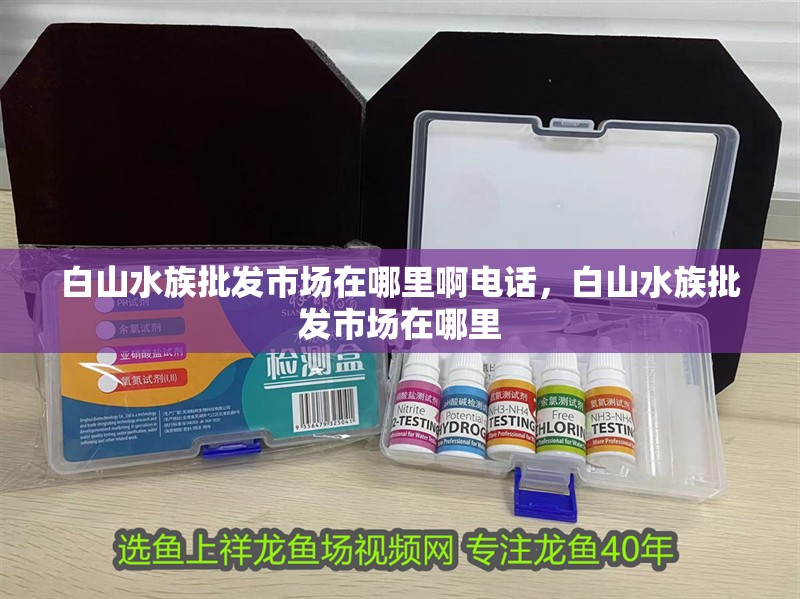 白山水族批發市場在哪里啊電話，白山水族批發市場在哪里