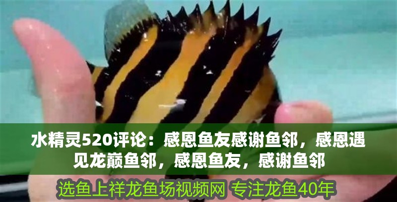 水精靈520評論：感恩魚友感謝魚鄰，感恩遇見龍巔魚鄰，感恩魚友，感謝魚鄰