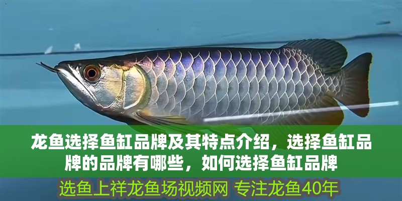 龍魚選擇魚缸品牌及其特點(diǎn)介紹，選擇魚缸品牌的品牌有哪些，如何選擇魚缸品牌