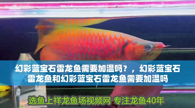 幻彩藍寶石雷龍魚需要加溫嗎？，幻彩藍寶石雷龍魚和幻彩藍寶石雷龍魚需要加溫嗎