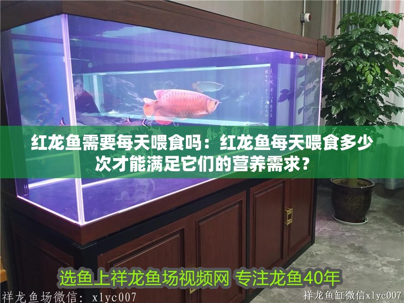 紅龍魚需要每天喂食嗎：紅龍魚每天喂食多少次才能滿足它們的營養需求？