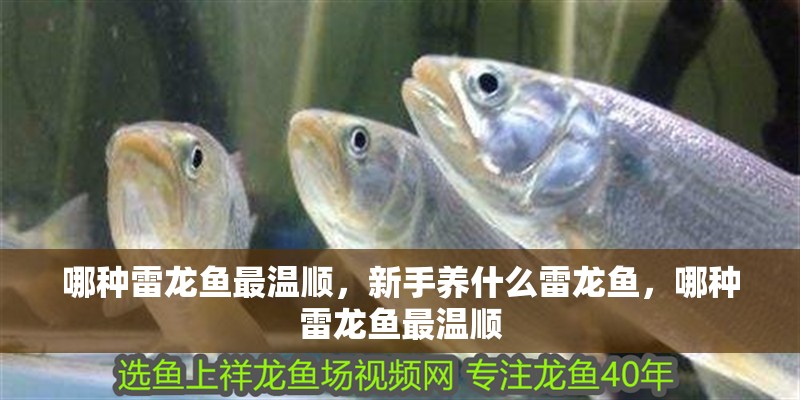 哪種雷龍魚最溫順，新手養什么雷龍魚，哪種雷龍魚最溫順