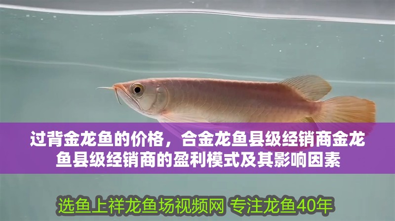 過背金龍魚的價格，合金龍魚縣級經銷商金龍魚縣級經銷商的盈利模式及其影響因素