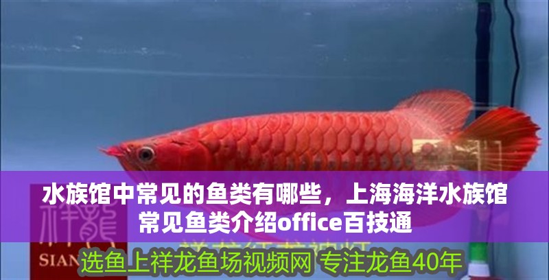 水族館中常見(jiàn)的魚(yú)類(lèi)有哪些，上海海洋水族館常見(jiàn)魚(yú)類(lèi)介紹office百技通