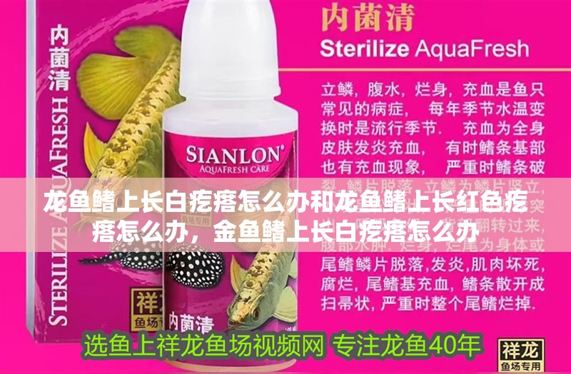 龍魚鰭上長白疙瘩怎么辦和龍魚鰭上長紅色疙瘩怎么辦，金魚鰭上長白疙瘩怎么辦