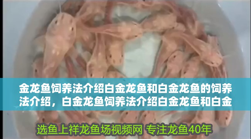 金龍魚飼養法介紹白金龍魚和白金龍魚的飼養法介紹，白金龍魚飼養法介紹白金龍魚和白金龍魚的飼養法介紹