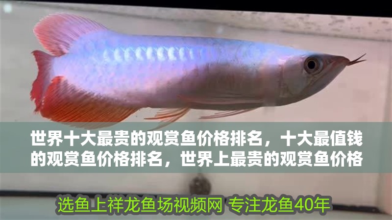 世界十大最貴的觀賞魚價(jià)格排名，十大最值錢的觀賞魚價(jià)格排名，世界上最貴的觀賞魚價(jià)格排名