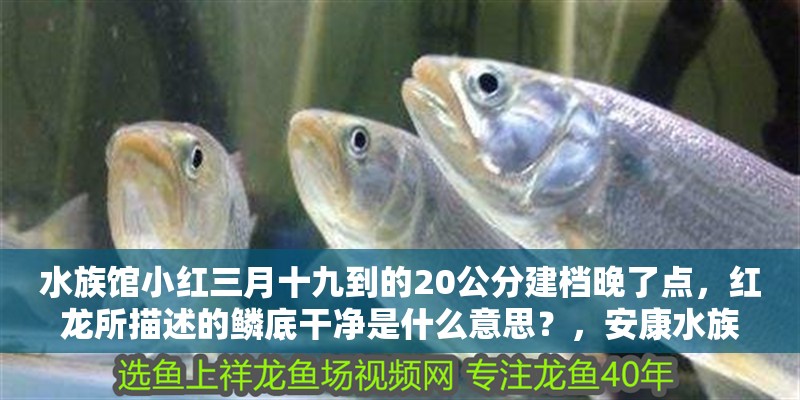 水族館小紅三月十九到的20公分建檔晚了點(diǎn)，紅龍所描述的鱗底干凈是什么意思？，安康水族館小紅三月十九到的20公分建檔工作晚了一些